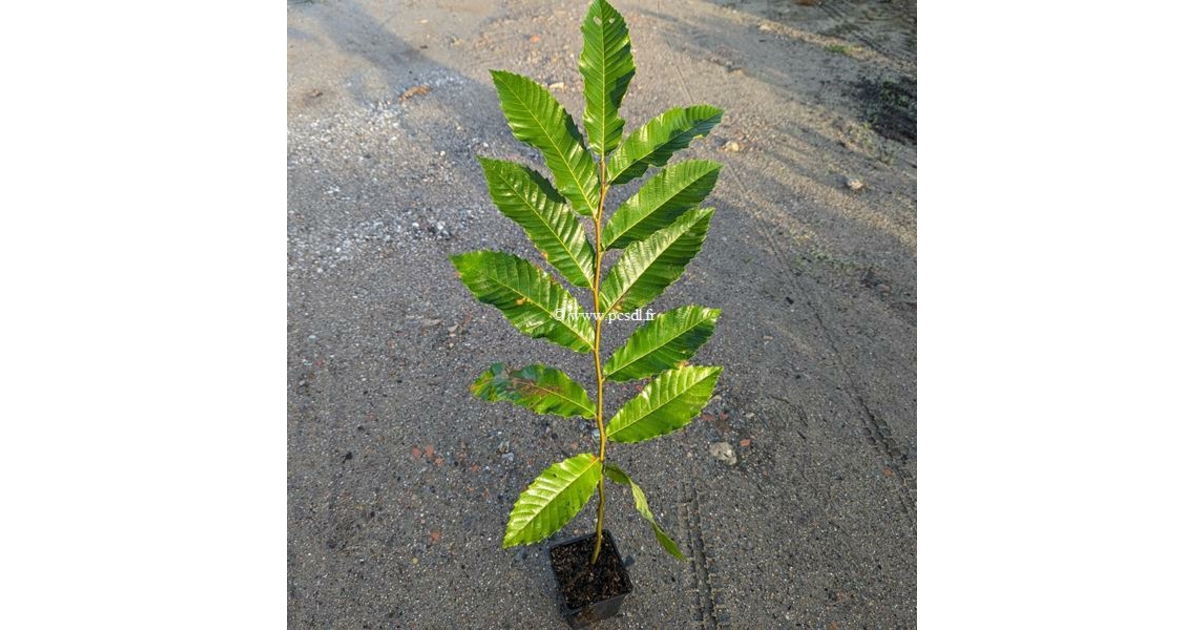 Castanea x 'Marsol' (chataignier) C5L 100/125 Tous les arbres